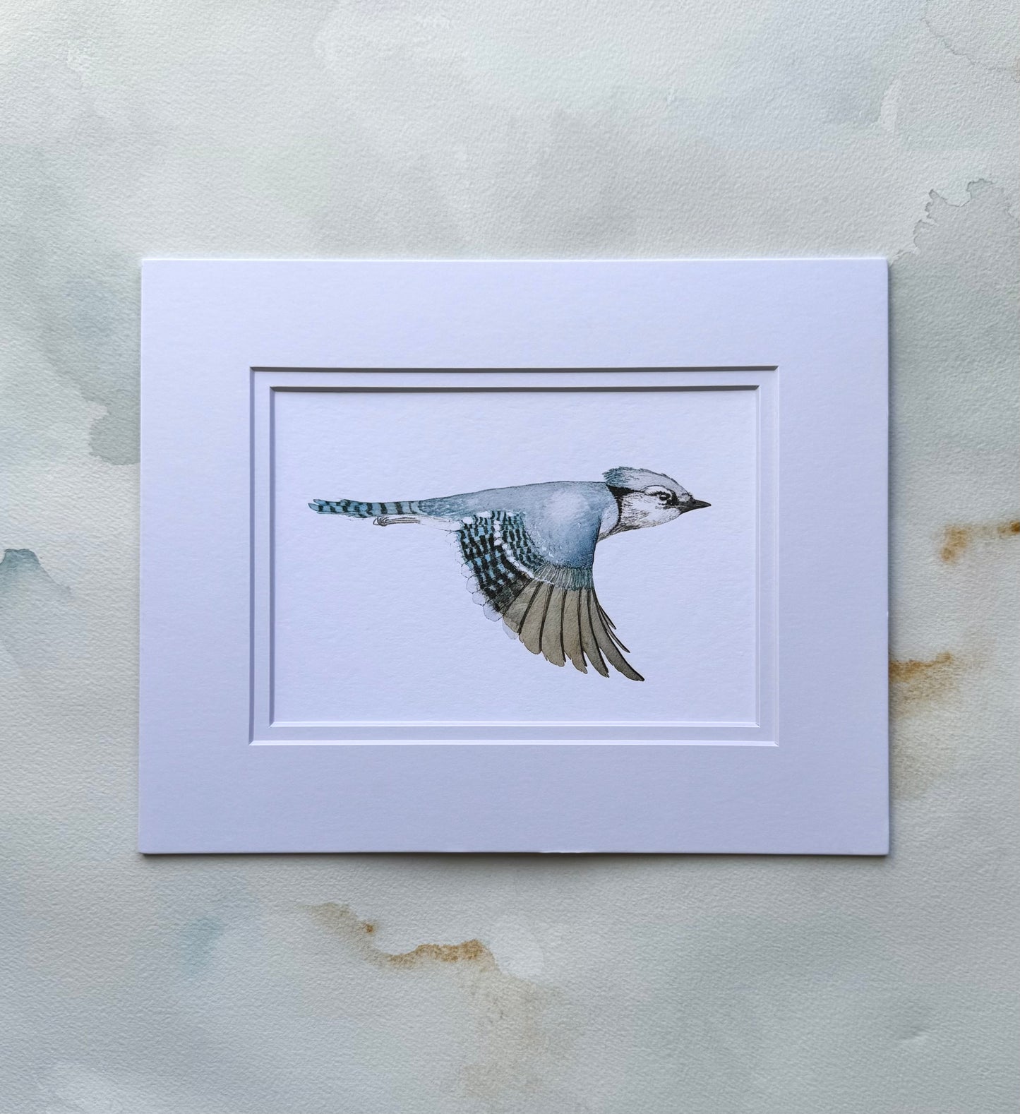 Blue Jay Art Print