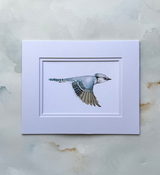 Blue Jay Art Print